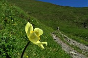 23 Pulsatilla alpina sulfurea